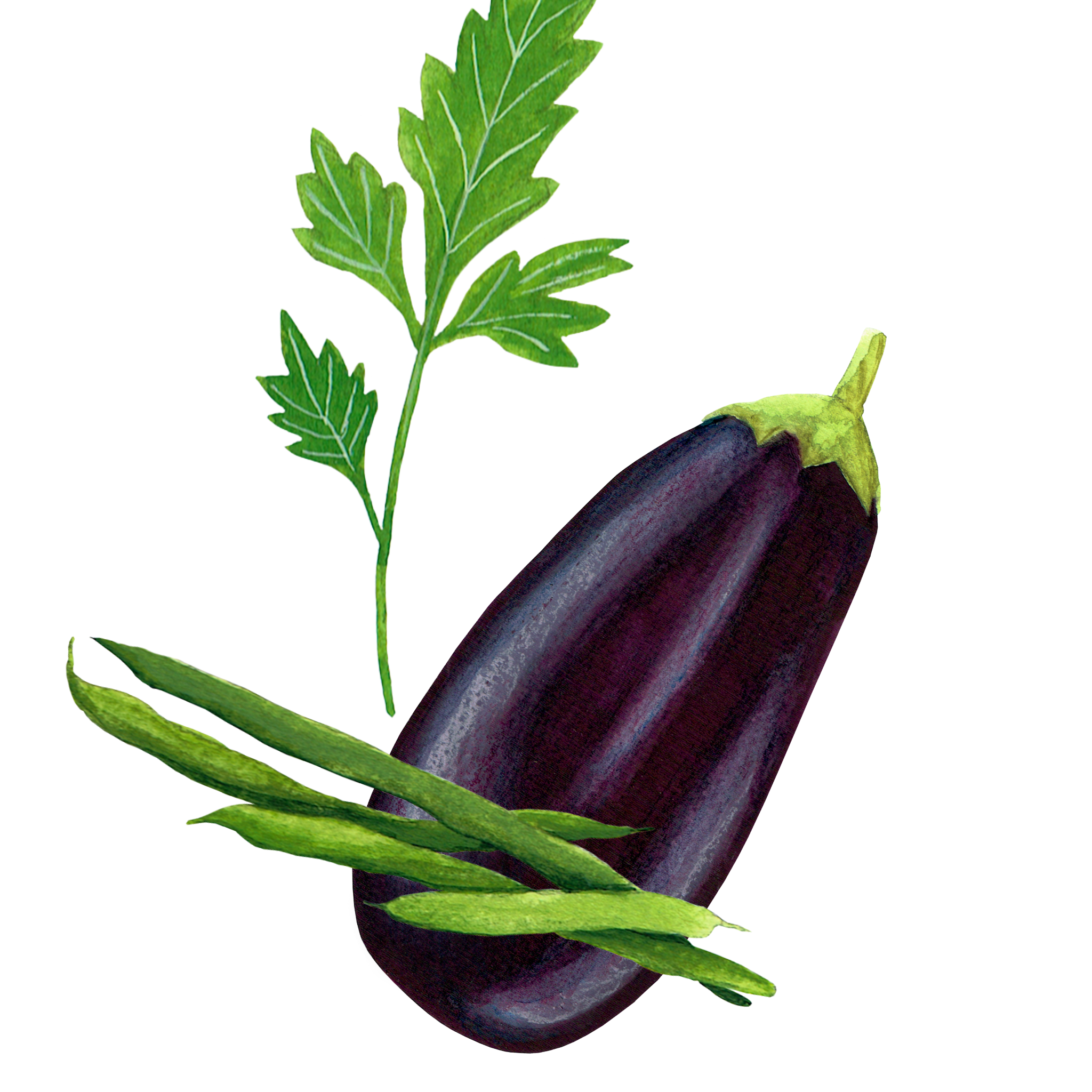 Drawing of an eggplant, beans and herbs